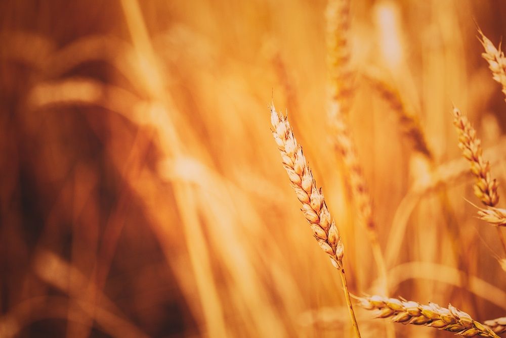 Giornale Radio  - Coldiretti: preoccupa il prezzo del grano