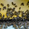 Giornata mondiale delle api, Wwf: “Oltre il 40% degli impollinatori rischia l’estinzione”