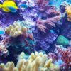 Ambiente, scienziati cinesi scoprono tecnologia per riproduzione coralli