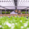 AgriMercati Ismea, positiva la congiuntura nel primo trimestre 2025