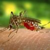 West Nile Virus Italia 2025: salgono a sette i decessi e 31 province sotto restrizioni