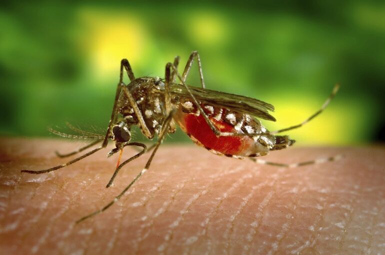 West Nile Virus Italia 2025: salgono a sette i decessi e 31 province sotto restrizioni