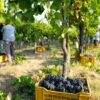 Vendemmia, annata ottima e ricca, sale produzione a 47,4 mln ettolitri, +8%