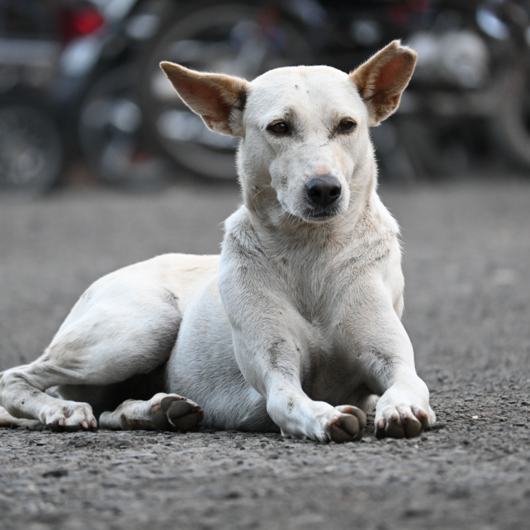 cani randagi randagismo